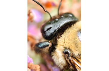 Image of Moment T-Series Macro Lens, 10x, 130-107