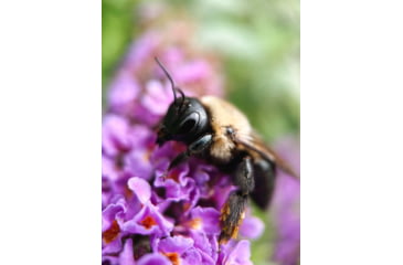 Image of Moment T-Series Macro Lens, 10x, 130-107