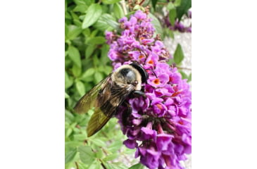 Image of Moment T-Series Macro Lens, 10x, 130-107
