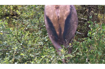 Image of Montana Decoy Co. Backcountry Elk Decoy