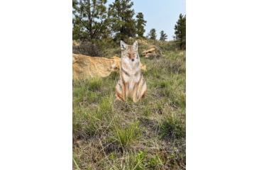 Image of Montana Decoy Co. Sitting Coyote Decoy