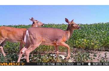 Image of Muddy MUD-MTGTR Brown