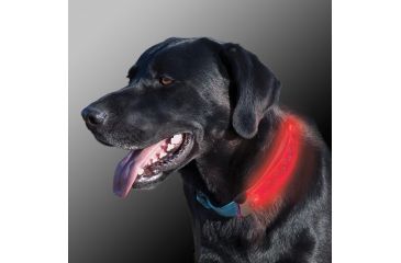 Image of Nite Ize Nite Dawg LED Collar Cover - Pink NDCC-03-12