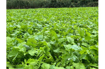 Image of RaKK Fuel CheckMate 1/4 Acre, Small, 7544