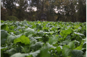 Image of RaKK Fuel Tombstone 1/2 Acre Brassica/Clover Blend, Small, 7536