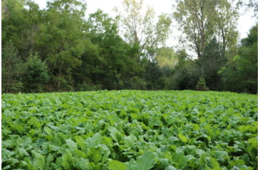 Image of RaKK Fuel Tombstone 1/2 Acre, Small, 7536