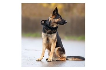 Image of Red Rock Outdoor Gear Tactical Dog Collar, Black, Large, 38-26BLK-L