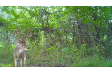 Image of Reveal by Tactacam Tactacam Reveal X Gen 2.0 Hunting Camera, Gray, Medium, TA-TC-XG2