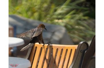 Image of Rokinon 135mm F2.0 Telephoto Camera Lens for Samsung NX, Black 135M-NX