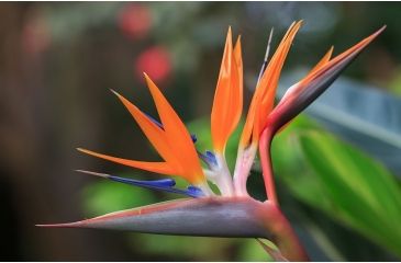 Image of Rokinon Cine DS 135mm T2.2 Telephoto Cine Camera Lens for Canon EF, Black DS135M-C