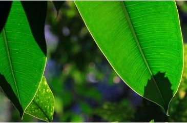 Image of Rokinon Cine DS 135mm T2.2 Telephoto Cine Camera Lens for Canon EF, Black DS135M-C