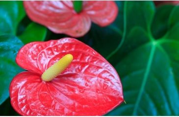 Image of Rokinon Cine DS 135mm T2.2 Telephoto Cine Camera Lens for Canon EF, Black DS135M-C