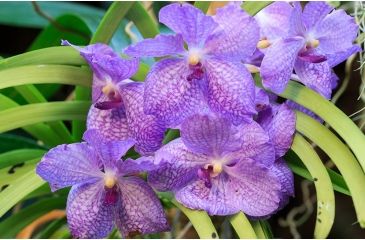 Image of Rokinon Cine DS 135mm T2.2 Telephoto Cine Camera Lens for Canon EF, Black DS135M-C