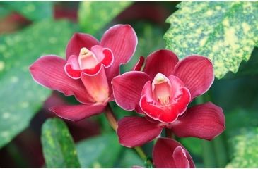 Image of Rokinon Cine DS 135mm T2.2 Telephoto Cine Camera Lens for Canon EF, Black DS135M-C