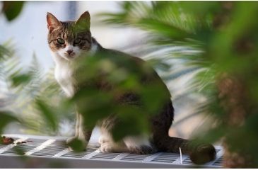 Image of Rokinon Cine DS 135mm T2.2 Telephoto Cine Camera Lens for Canon EF, Black DS135M-C