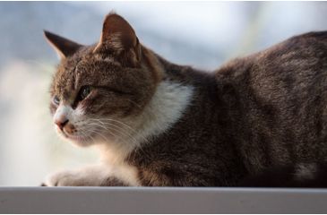 Image of Rokinon Cine DS 135mm T2.2 Telephoto Cine Camera Lens for Canon EF, Black DS135M-C