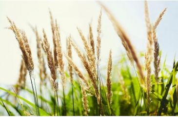 Image of Rokinon DS 50mm T1.5 Cine Camera Lens for Canon EF, Black DS50M-C