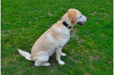 Image of Shed, Seattle Sports Springer LG CoatCollar/Clear