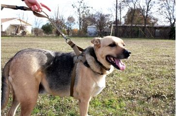 Image of United States Tactical K9 Harness, Coyote, Medium, UST-K9H00102M