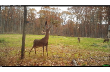 Image of Wildlife Research Center Active-Branch Mock Scrape Kit