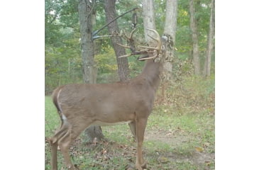 Image of Wildlife Research Center Active-Branch Mock Scrape Kit