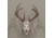 Allen EZ Mount Skull Hanger, Fixed, Black, 7227