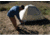 ALPS Mountaineering Taurus 2-Person Outfitter Tent