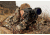 Armasight Discovery 8x Gen 2+ Night Vision Biocular, Improved Def NSBDISCOV82GDI