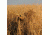 Avery Outdoors KillerWeed,Cattail Slough 47407