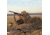 Avery Outdoors M-2 Blind,KW-1 1399