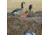 Avery Outdoors M-2 Blind,KW-1 1399