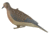 Avery Outdoors Mourning Doves, pair, 72205
