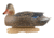 Avery Outdoors PG Mallards-Harvester Pack, 1/2 dozen, 77118