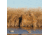 Avery Outdoors Real Grass,Mid Season Tan 4-Pack Bag 39011
