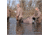 Avery Outdoors XL Floating Decoy Bag,KW-1,36 Decoys 146