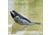 Avian X Tip Up Mallard Feeder