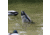 Avian X Tip Up Mallard Feeder