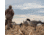 Avian X Feeder Pack APX Lessers Decoy, AVX-AVX9007
