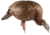 Avian X HDR Feeding Hen Decoy, Synthetic, AVXAVX8107