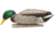 Avian X Top Flight Duck Decoy, Back Water Mallard, 6 pk, AVX-AVX8070