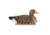 Avian X Topflight Specklebelly Floaters 4 Pack, AVX-SBGF-4PK