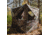 Barronett Blinds Big Cat Hunting Blind, Backwoods Camouflage BC350BW