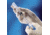 BD Syringes with BD Luer-Lok Tip, BD Medical 309628