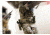 Blue Force Gear Boo Boo Pouch, Multicam HW-M-BBK-EMPTY-MC