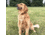 BOYT 38108 MR1001 ADD-A-COLLAR BLK/ORNG