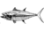 Calcutta Fish Decals