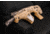 Tavor Rifle Pillow