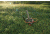 Champion Traps and Targets Wheelybird 2.0, 40925