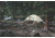 Coleman RealTree Xtra  4-Person Dome Tent, Camo 2000019640