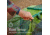 Coleman Sundome Camping Tent - 4 Person, Spruce Green, CM1010110021-20